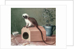 The Favourite Monkey of Carl Linnaeus by Gustavus Hesselius