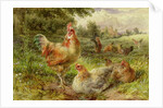 Cochin China Fowls, 19th century by George Hickin