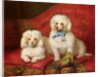 A Pair of Poodles by English School