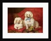 A Pair of Poodles by English School