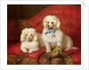 A Pair of Poodles by English School