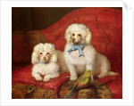 A Pair of Poodles by English School