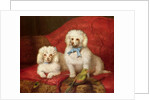 A Pair of Poodles by English School