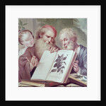 Illustration from Hortus Cliffortianus, by Carl Linnaeus published Amsterdam 1737-38 by Anonymous