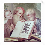 Illustration from Hortus Cliffortianus, by Carl Linnaeus published Amsterdam 1737-38 by Anonymous