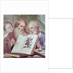 Illustration from Hortus Cliffortianus, by Carl Linnaeus published Amsterdam 1737-38 by Anonymous