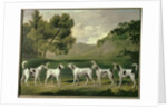 Foxhounds in a landscape, 1762 by George Stubbs