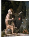 Portrait of a Monkey dated 1774 by George Stubbs