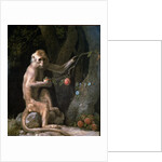 Portrait of a Monkey dated 1774 by George Stubbs