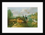 Decorative fowl and ducklings by Jan van the Elder Kessel