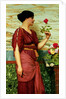 A Red, Red Rose, 1920 by John William Godward