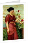 A Red, Red Rose, 1920 by John William Godward