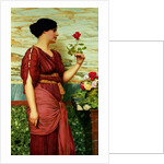 A Red, Red Rose, 1920 by John William Godward