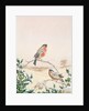 Winter scene with Chaffinch and Holly by Henry Bright