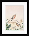 Winter scene with Chaffinch and Holly by Henry Bright