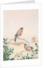 Winter scene with Chaffinch and Holly by Henry Bright