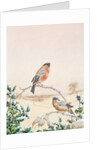 Winter scene with Chaffinch and Holly by Henry Bright