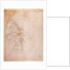 Study of Drapery c.1516 by Michelangelo Buonarroti