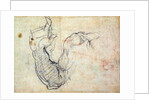 Preparatory Study for the Arm of Christ in the Last Judgement, 1535-41 by Michelangelo Buonarroti