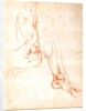 Study of a lower leg and foot by Michelangelo Buonarroti