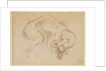 Study of a dog by Michelangelo Buonarroti
