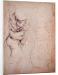 Study of torso and buttock by Michelangelo Buonarroti