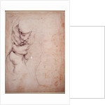 Study of torso and buttock by Michelangelo Buonarroti