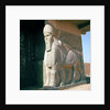 Winged human-headed bull, Neo-Assyrian Period, reign of Ashurnasirpal II by Assyrian
