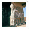 Winged human-headed bull, Neo-Assyrian Period, reign of Ashurnasirpal II by Assyrian