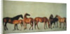 Mares and Foals without a Background, c.1762 by George Stubbs