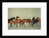 Mares and Foals without a Background, c.1762 by George Stubbs