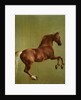 Whistlejacket, 1762 by George Stubbs