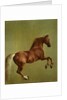 Whistlejacket, 1762 by George Stubbs
