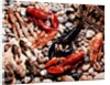 Collection of Shellfish by Anonymous