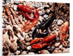 Collection of Shellfish by Anonymous