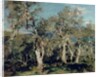 Olives, Corfu, 1912 by John Singer Sargent