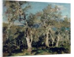 Olives, Corfu, 1912 by John Singer Sargent