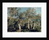 Olives, Corfu, 1912 by John Singer Sargent