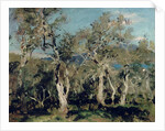 Olives, Corfu, 1912 by John Singer Sargent