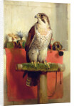 Falcon, 1837 by Edwin Landseer