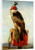 Hooded Falcon by Edwin Landseer