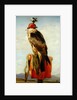 Hooded Falcon by Edwin Landseer