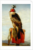 Hooded Falcon by Edwin Landseer
