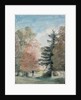 Study of Trees in a Park by John Constable