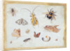 A Study of Butterflies and other Insects by Jan van the Elder Kessel
