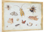 A Study of Butterflies and other Insects by Jan van the Elder Kessel
