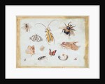 A Study of Butterflies and other Insects by Jan van the Elder Kessel
