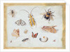 A Study of Butterflies and other Insects by Jan van the Elder Kessel