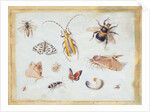 A Study of Butterflies and other Insects by Jan van the Elder Kessel