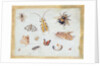 A Study of Butterflies and other Insects by Jan van the Elder Kessel